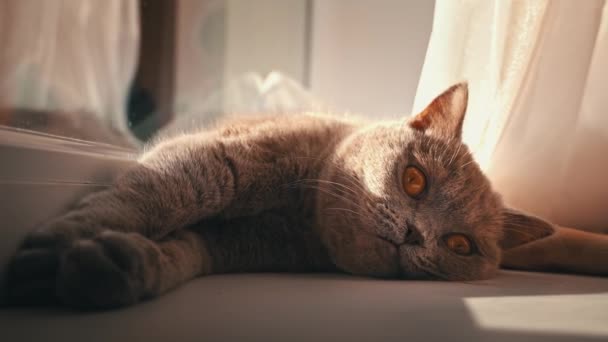 Katze Sonnt Sich Auf Einem Weißen Fensterbrett Fenster Die Katze — Stockvideo