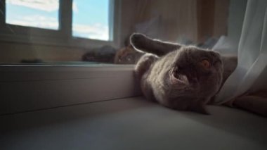 Kedi güneşleniyor ve pencerenin kenarındaki beyaz pencere pervazında güneşleniyor. Kedi dinleniyor ve perdelerin üzerindeki pencerenin yanında uyuyor. Güneşte güneşlenen yerli gri kedi..