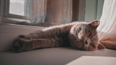 Kedi güneşleniyor ve pencerenin kenarındaki beyaz pencere pervazında güneşleniyor. Kedi dinleniyor ve perdelerin üzerindeki pencerenin yanında uyuyor. Güneşte güneşlenen yerli gri kedi..