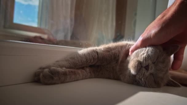 Cat Divierte Acariciado Por Manos Masculinas Ventana Gato Está Descansando — Vídeos de Stock
