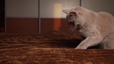 Ev yapımı gri kedi, yatağın üzerinde kırmızı kurdeleyle oynuyor. Oyunbaz kediler sahipleriyle oynarlar. Kedi evde oyuncaklarla eğleniyor..