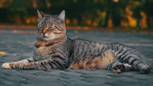 床の上の秋の公園にはホームレスの猫が休んでいる ホームレスの空腹の動物 猫は寒い床で寝ている — ストック動画