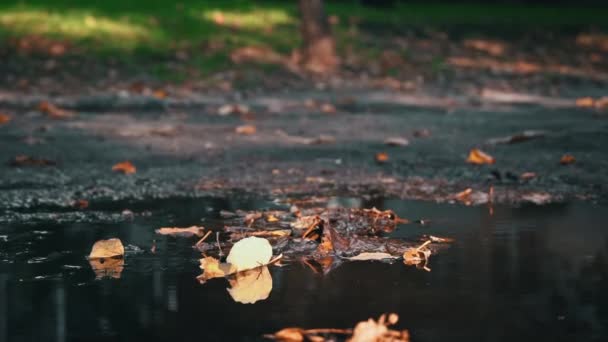 Mužova Noha Příčné Tyči Vstupuje Špinavé Louže Podzimním Listím Podzimní — Stock video