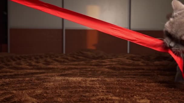Домашній Сірий Кіт Грає Червоною Стрічкою Ліжку Шлюмо Грайливі Коти — стокове відео
