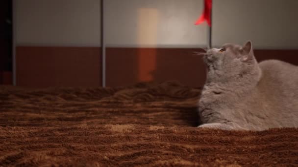Yapımı Gri Kedi Yatağın Üzerinde Kırmızı Kurdeleyle Oynuyor Oyunbaz Kediler — Stok video