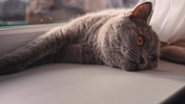 Kedi güneşleniyor ve pencerenin kenarındaki beyaz pencere pervazında güneşleniyor. Kedi dinleniyor ve perdelerin üzerindeki pencerenin yanında uyuyor. Güneşte güneşlenen yerli gri kedi..