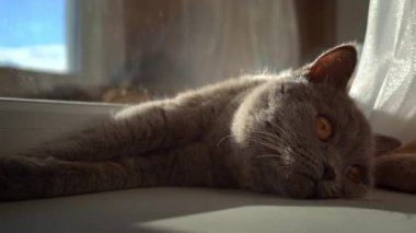 Kedi güneşleniyor ve pencerenin kenarındaki beyaz pencere pervazında güneşleniyor. Kedi dinleniyor ve perdelerin üzerindeki pencerenin yanında uyuyor. Güneşte güneşlenen yerli gri kedi..