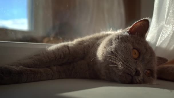 Katten Sola Och Sola Vit Fönster Sill Vid Fönstret Katten — Stockvideo