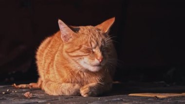 Evsiz kedi sonbahar parkında yerde dinleniyor. Evsiz aç hayvanlar. Kedi soğuk zeminde uyuyor..