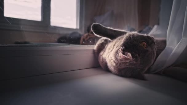 Katten Sola Och Sola Vit Fönster Sill Vid Fönstret Katten — Stockvideo