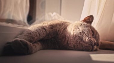 Kedi güneşleniyor ve pencerenin kenarındaki beyaz pencere pervazında güneşleniyor. Kedi dinleniyor ve perdelerin üzerindeki pencerenin yanında uyuyor. Güneşte güneşlenen yerli gri kedi..