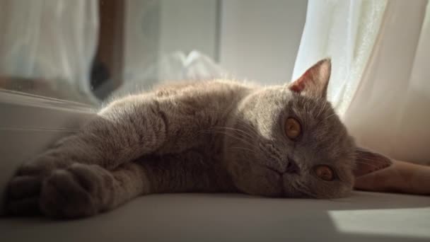 Cat Basking Sunbathing White Window Sill Window Cat Resting Sleeping — Stock Video