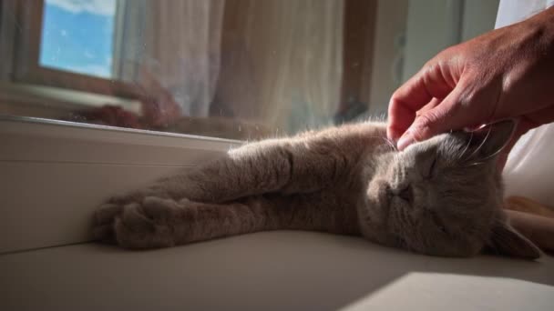 猫は窓から男の手で打たれる 猫はカーテンの窓の近くで休んで寝ている 太陽の下で日光浴国内のグレー猫 — ストック動画