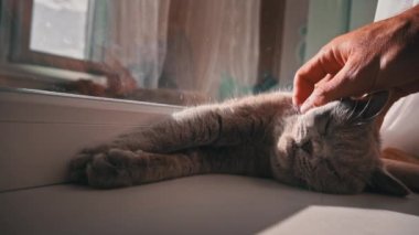 Kedi güneşleniyor ve pencerede erkek elleriyle okşanıyor. Kedi dinleniyor ve perdelerin üzerindeki pencerenin yanında uyuyor. Güneşte güneşlenen yerli gri kedi..