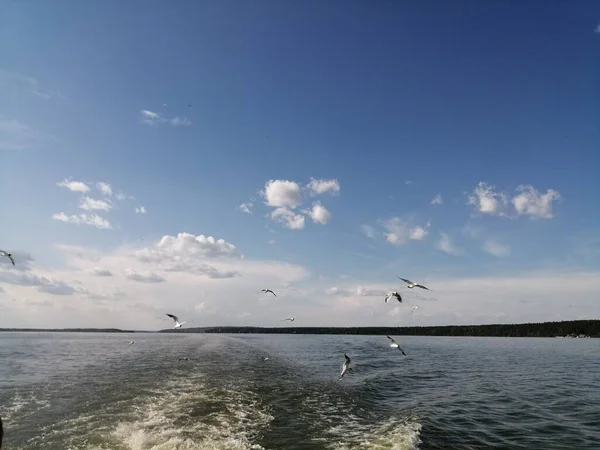 Mavi gökyüzünde yiyecek arayan martılar.