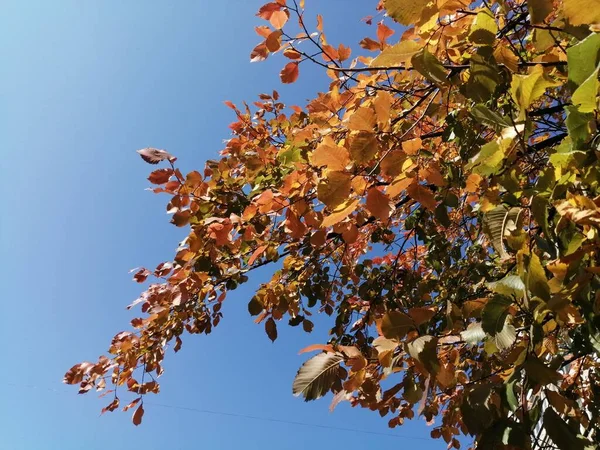 Mavi gökyüzündeki altın yapraklar çok güzel görünüyor.