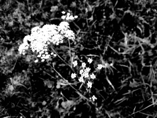 Siyah arka planda kır çiçekleri