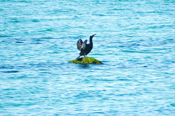 Flying Bird Stone Sea — Photo