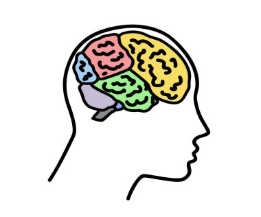 Head and brain on a white background. Regions of the human brain. Vector illustration.