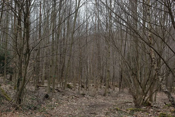 Árvores Finas Solo Coberto Com Folhas Secas Meio Floresta Negra — Fotografia de Stock