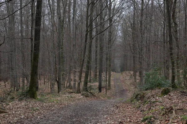 Caminho Florestal Árvores Velhas Sem Folhas Chão Coberto Com Folhas — Fotografia de Stock