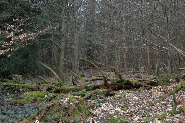 Floresta Negra Mais Profunda Com Árvores Musgo Morto Folhas Secas — Fotografia de Stock