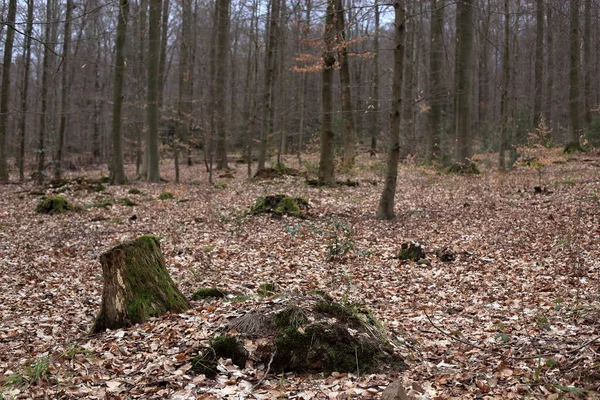 Árvores Finas Solo Coberto Com Folhas Secas Meio Floresta Negra — Fotografia de Stock