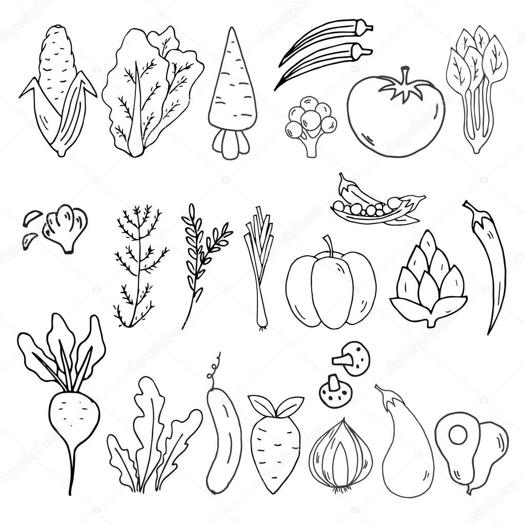 Vegetables Hand Draw Vector llustration Objects Set