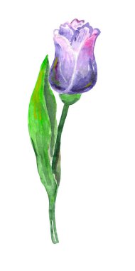 Watercolor illustration isolated tulip flower in soft purple color. 