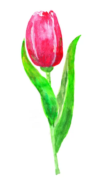 Akvarell illustration isolerad tulpan blomma i rosa färg. — Stockfoto