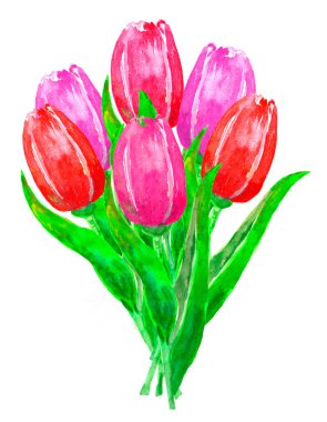 Bir buket kırmızı ve pembe lalenin suluboya çizimi. 6 parça.