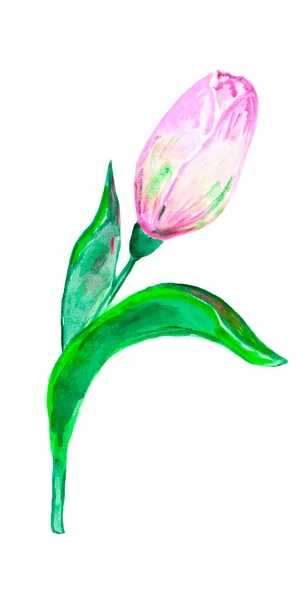 Akvarell illustration isolerad tulpan blomma i mjuk, mild rosa färg. — Stockfoto