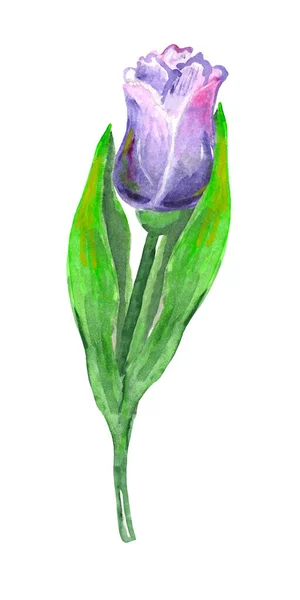 Watercolor illustration isolated tulip flower purple, violet color. — Stock Photo, Image