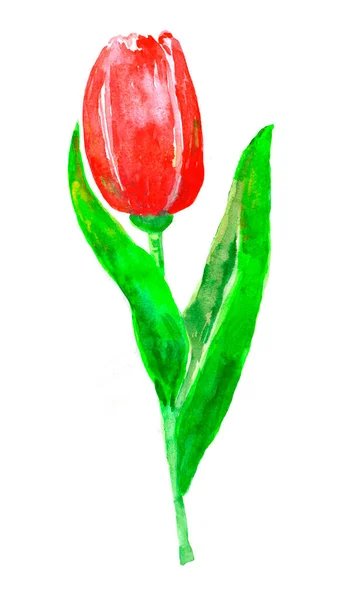 Akvarell illustration isolerad tulpan blomma i röd färg. — Stockfoto