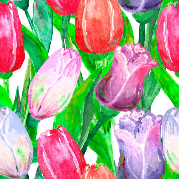 Varrat nélküli akvarell minta, tulipán különböző típusú fehér alapon, tapéta, csomagolópapír, textil — Stock Fotó