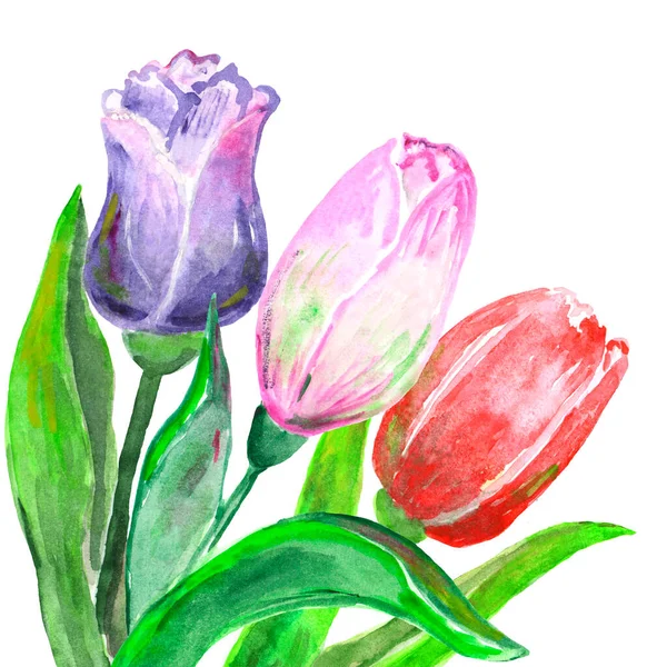 Akvarell illusztráció egy átlós csokor piros, lila és puha rózsaszín tulipán 3 darab — Stock Fotó