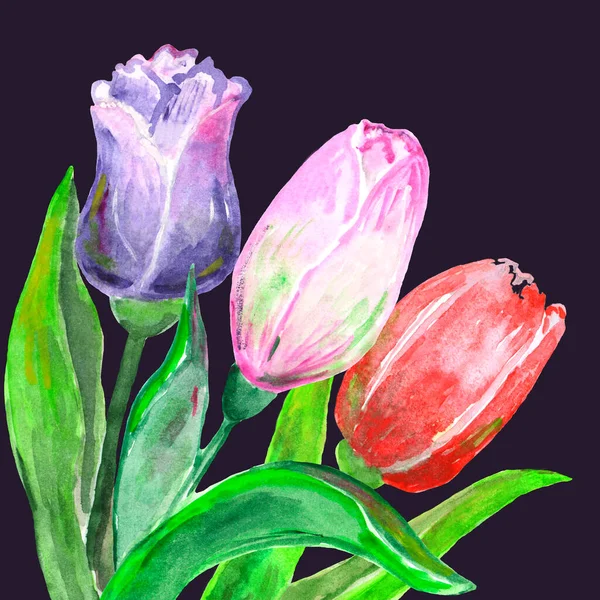 Aquarel illustratie van een diagonaal boeket van rode, paarse en zachte roze tulpen 3 stukken op donkere achtergrond — Stockfoto