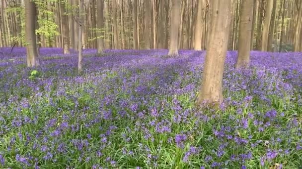 野生のヒヤシンスとホールの森 ベルギー ハレのハレルボスに咲くブルーベルの絨毯 — ストック動画