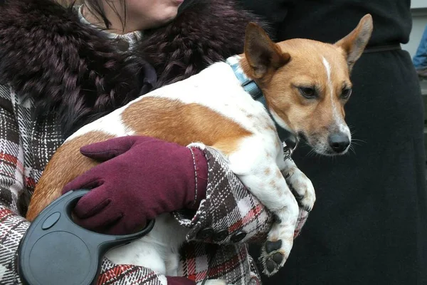 Letonya, Riga, 11.10.2021. Halka açık bir etkinlikte bir kadının kollarında pahalı bir Corgi köpeği..