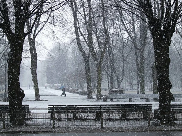 Латвия Рига 2020 Снег Метель Риге Парки Улицы Города Покрыты — стоковое фото