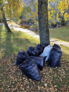 Letonya, Riga, 26.10.2021. Düşen yapraklar çantalara dolduruldu ve Riga bölgesinden taşınmaya hazırlandı..