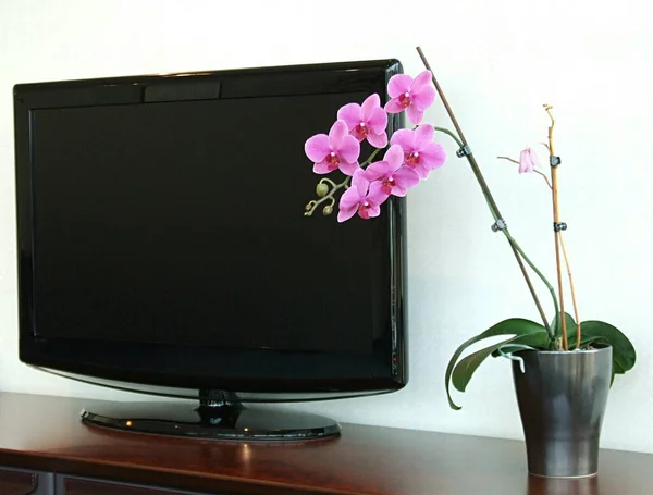 ラトビア 2021 事務所のテーブルの上のテレビや蘭 — ストック写真
