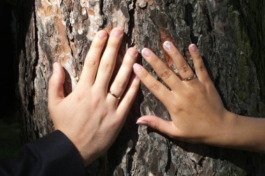 Letonya, Riga, 28.08.2019. Ağaç gövdesinde alyansları olan yeni evlilerin elleri..