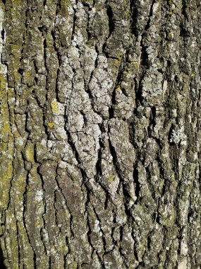 Letonya, Riga, 02.11.2021. Riga 'nın doğal parkında meşe kabuğu..