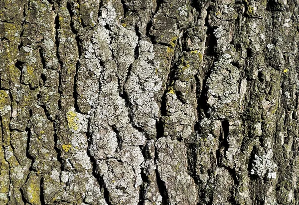 Latvia, Riga, 02.11.2021. Oak bark in the natural park of Riga.