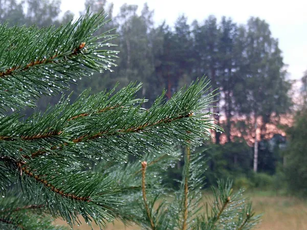 Латвія 2021 Сосна Гілка Дощовими Крапками Вечірньому Сонці Околицях Риги — стокове фото