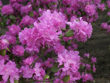 Letonya, Riga, Mayıs 2021 Doğa Ayini. Riga, Letonya 'dan (Baltık) bir fotoğraf koleksiyonu. Fotoğraf: Sakura.