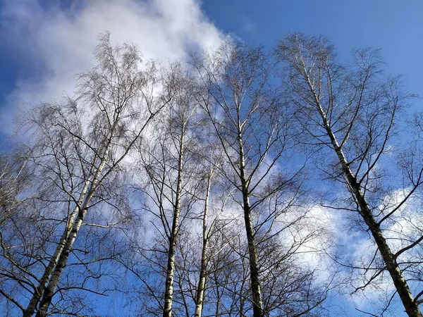 Λετονία Ρίγα 2021 Birches Δάσος Σημύδας Τον Απρίλιο — Φωτογραφία Αρχείου