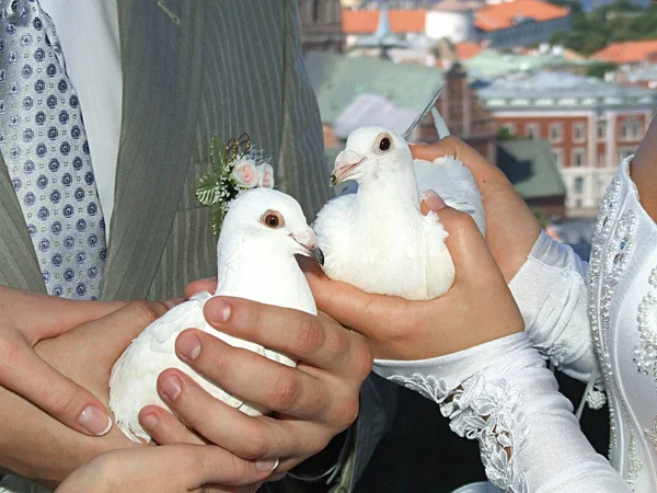 Lettland Riga 2019 Weiße Tauben Den Händen Des Brautpaares — Stockfoto