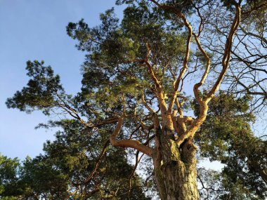 Letonya, Riga, 10.11.2021. Riga doğa parkındaki Evergreen çam ağaçları.